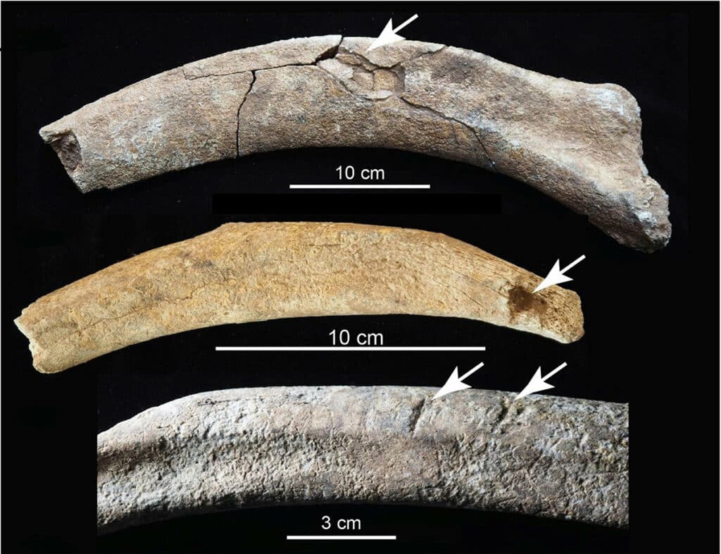 Следы разделки на ребрах мамонта / ©Timothy Rowe et al.