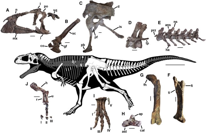 Meraxes gigas, огромный динозавр с крошечными руками