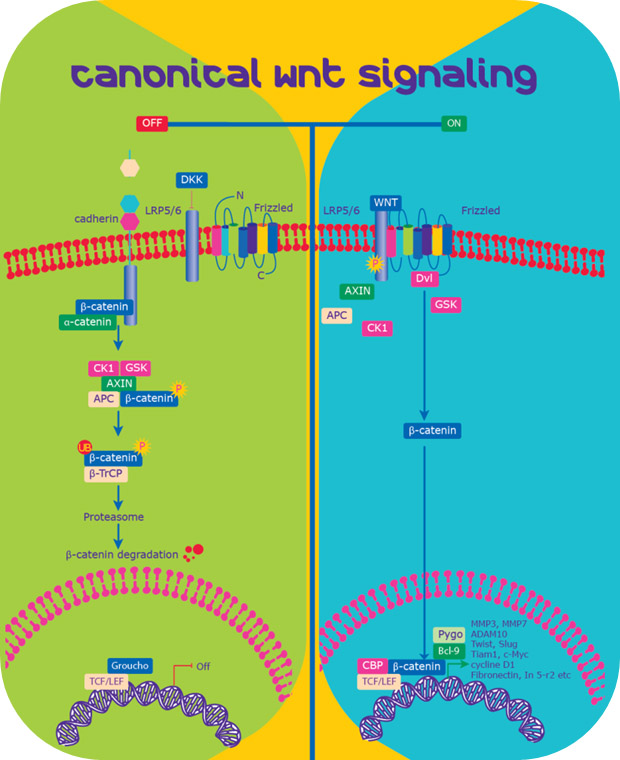 Wnt/ бетакатенин путь /© Sigmaaldrich