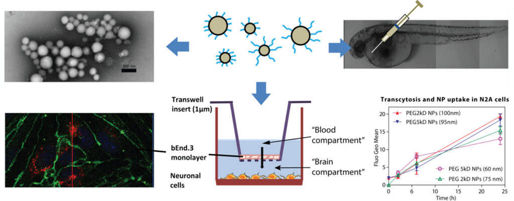 Наночастицы перемещаются через гематоэнцефалический барьер in vitro и in vivo. Биораспределение частиц in vivo зависит от поверхностной плотности цепи полиэтиленгликоля /  © Жан-Мишель Рабанель