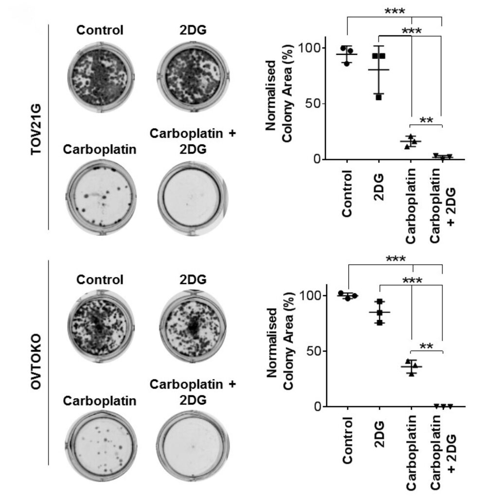 Слева — рост двух культур раковых клеток без обработки (контроль), обработанных только 2-дезокси-D-глюкозой, только карбоплатином и комбинацией этих веществ соответственно. Справа — сравнение нормализованной площади колоний клеток / © Khan, Hooper et al., Cancers, 2020