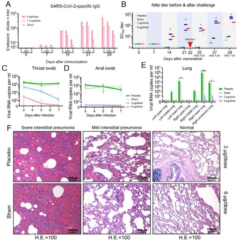 (A) Сила иммунного ответа в организме макак через 7, 14, 21 и 29 дней после иммунизации; (B) Титр нейтрализующих антител в крови макак после вакцинации; (С-E) Количество вирусной РНК в глотке, заднем проходе и легких макак; (F) Результаты гистопатологических исследований животных / © Qin, Gao, Bao et al., 2020.