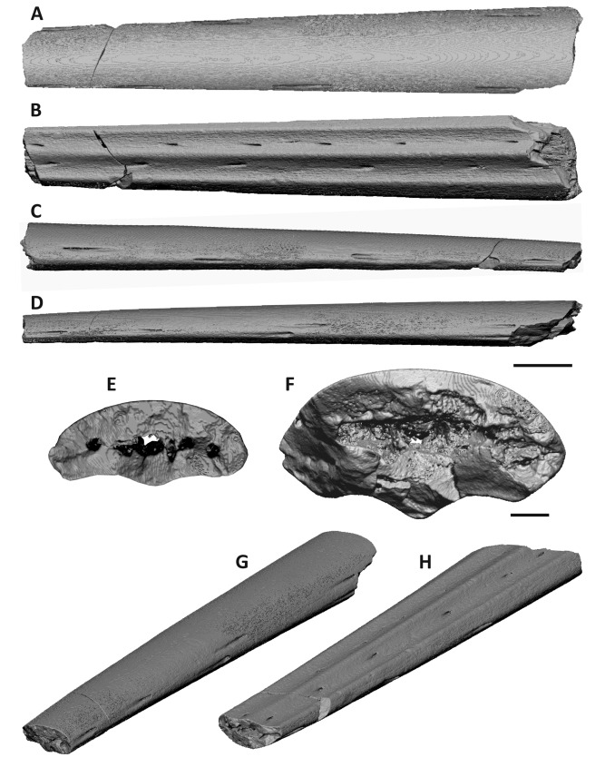  Обнаруженные кости Leptostomia begaaensis / © Smith  et al., 2020 