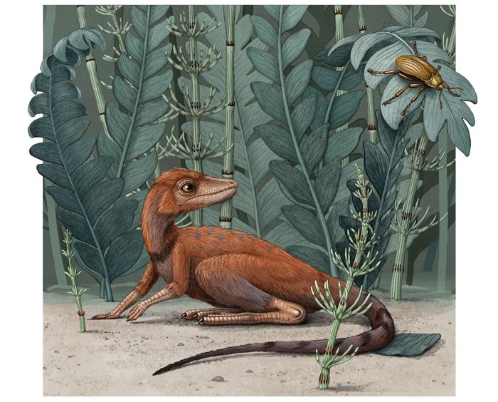 Kongonaphon kely: взгляд художника / ©Alex Boersma, American Museum of Natural History