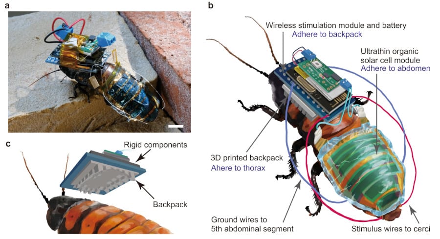 Дистанционно управляемые тараканы-киборги с самозаряжающимися батареями