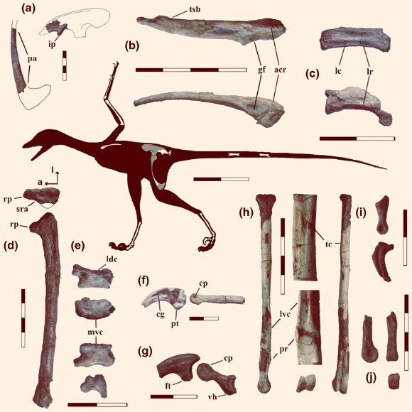 Обнаруженные фрагменты скелета Overoraptor chimentoi / © Motta et al. 