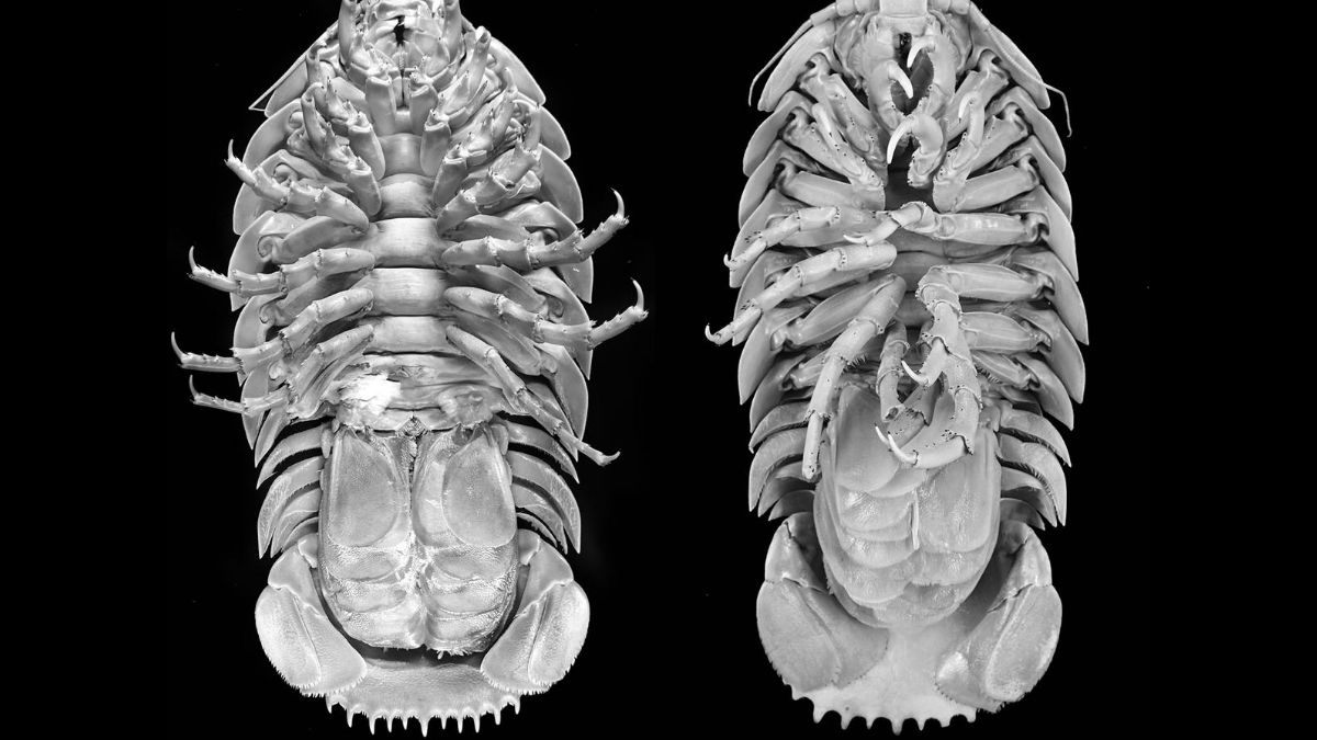 Открытие нового вида гигантских изопод
