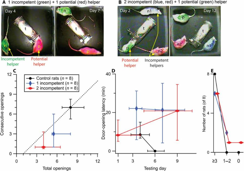 В присутствии «безразличных» крыс нормальные грызуны реже склонны помогать животным, которые попали в ловушку / Mason, Havlik et al., Science Advances, 2020