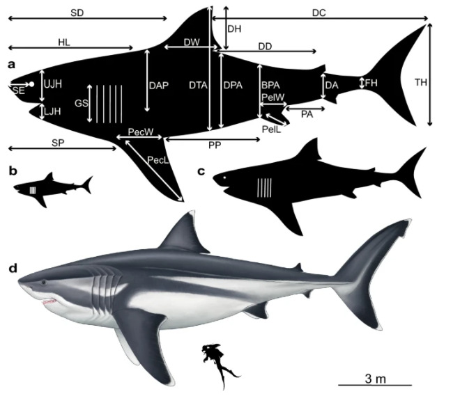 Модели, визуализирующие размеры тела мегалодона на основе экстраполяций при различной общей длине. а) ~ 16 метров, б) ~ 3 метра, с) ~ 8 метров; d) реконструкция мегалодона длиной 16 метров по сравнению с человеком ростом 1,65 метра (иллюстрация Оливера Э. Демута)