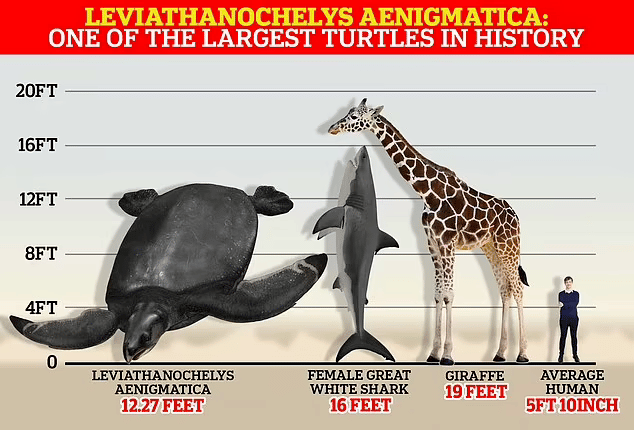 Сравнение размеров левиафанохелис с современными видами / © dailymail.co.uk