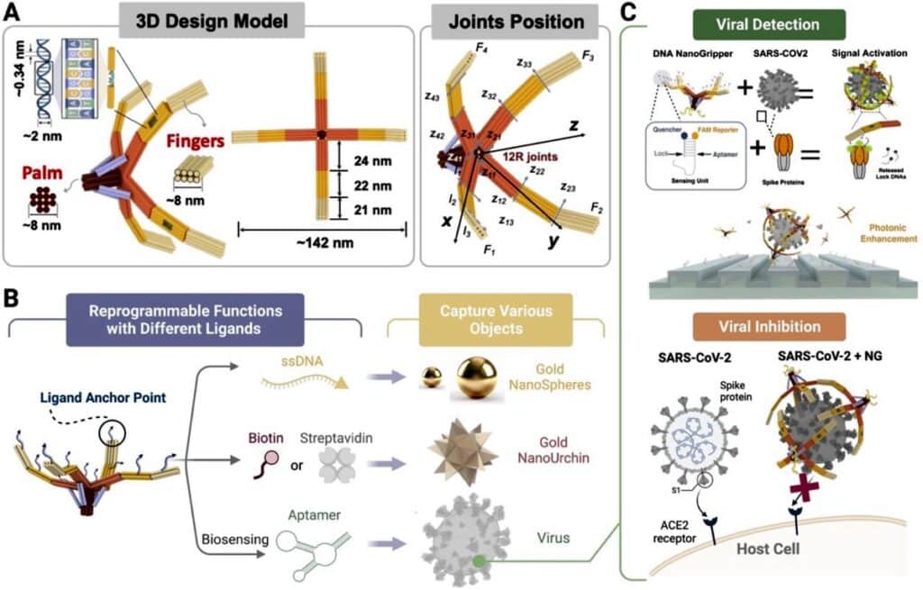 А. Схема устройства NanoGripper; В. Вариации структуры «подушечек» пальцев позволяют захватывать разные виды объектов; С. Взаимодействие NanoGripper с вирусами может использоваться для их распознавания / ©Zhou et al., 2023