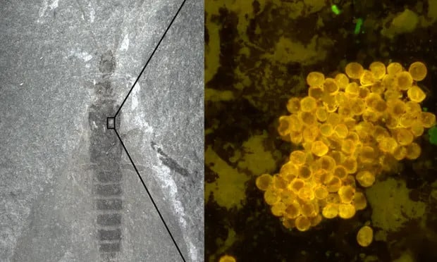 Открытие древнейшего насекомого-опылителя, датируемого 280 миллионами лет назад