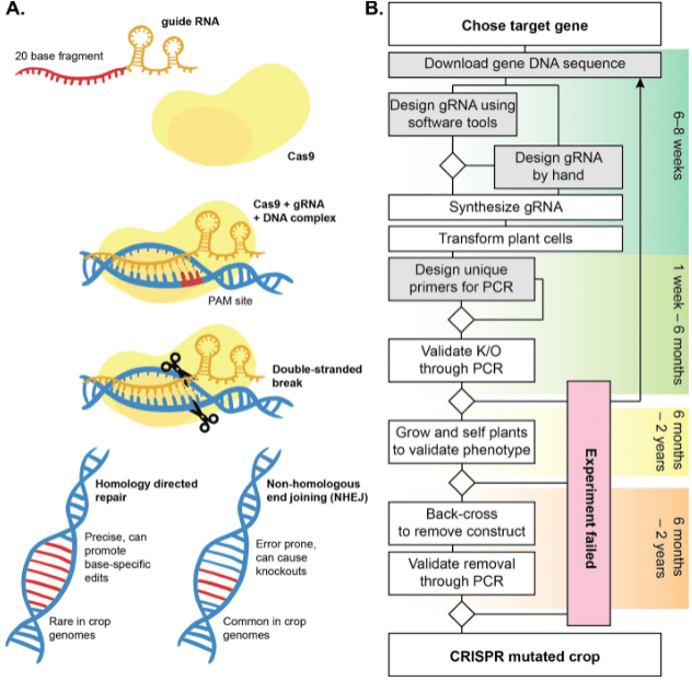 А — обзор механизма действия CRISPR/Cas9. B — схема типичного эксперимента по редактированию генов с применением CRISPR/Cas9 на сельскохозяйственной культуре с соответствующей временной шкалой для каждого этапа. Ожидается, что с применением программного обеспечения CROPSR, возможно улучшение шагов, выделенных серыми блоками. / © Müller Paul H., et al., BMC Bioinformatics, 2022