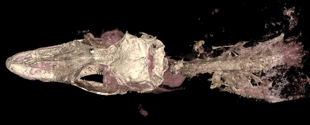 3D-модель новой находки: в янтаре сохранились не только кости, но и фрагменты мягких тканей, включая некоторые чешуйки / ©Edward Stanley