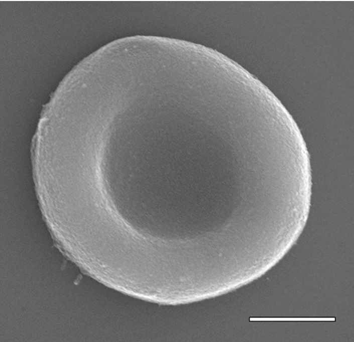 Искусственный эритроцит; линейка соответствует двум микрометрам / ©Guo et al., 2020