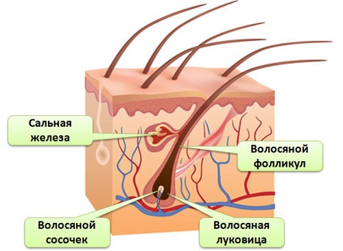 Строение волоса / © Be Healthy