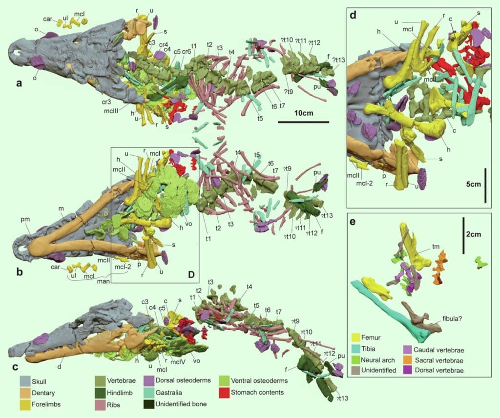 Останки Confractosuchus sauroktonos сильно фрагментированы, что отразилось даже в названии рептилии / ©White et al., 2022