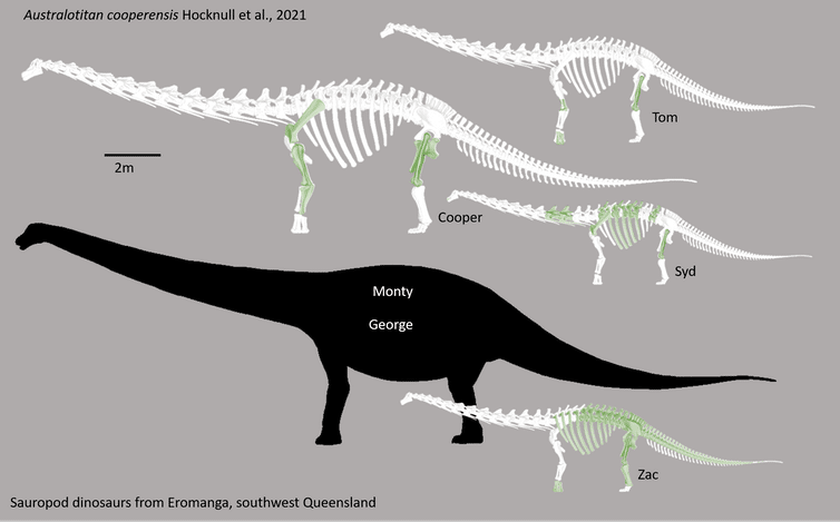 Сравнение Купера с другими австралийскими динозаврами / © Eromanga Natural History Museum