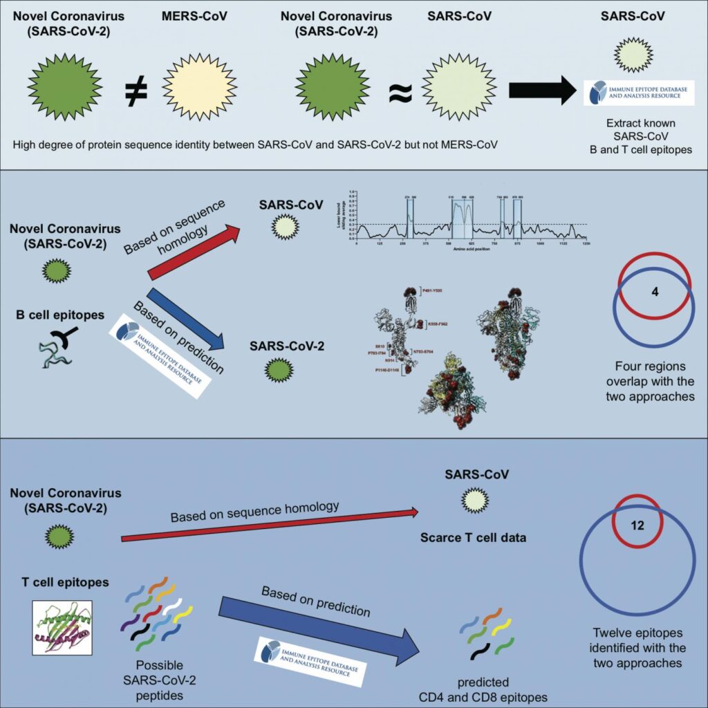 SARS-CoV-2 демонстрирует высокую степень схожести эпитопов со штаммом SARS-CoV (возбудителем атипичной пневмонии). Это значит, что информация о SARS-CoV может быть использована для создания вакцины против нового коронавируса / © Sette, Grifoni et al., Cell Host & Microbe, 2020