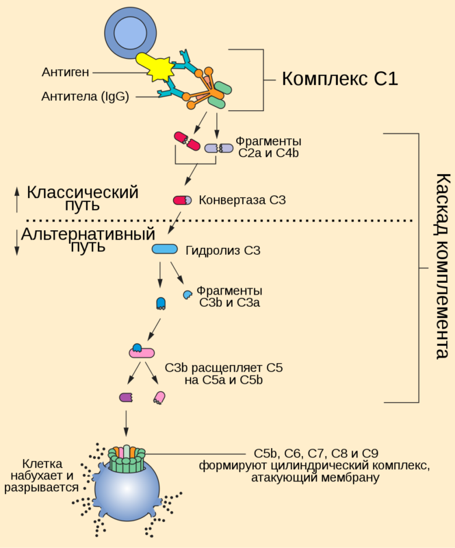 Каскад ферментов системы комплемента / Wikimedia