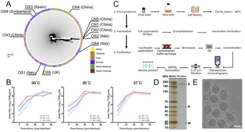  (A) Филогенетическое распределение штаммов коронавируса; (В) Кинетика PiCoVacc в культурах клеточной линии Vero; (C) Схема подготовки вакцины; (D) Электрофореграмма протеинов вакцины; (Е) Микрофотография вирусных частиц / © Qin, Gao, Bao et al., 2020.