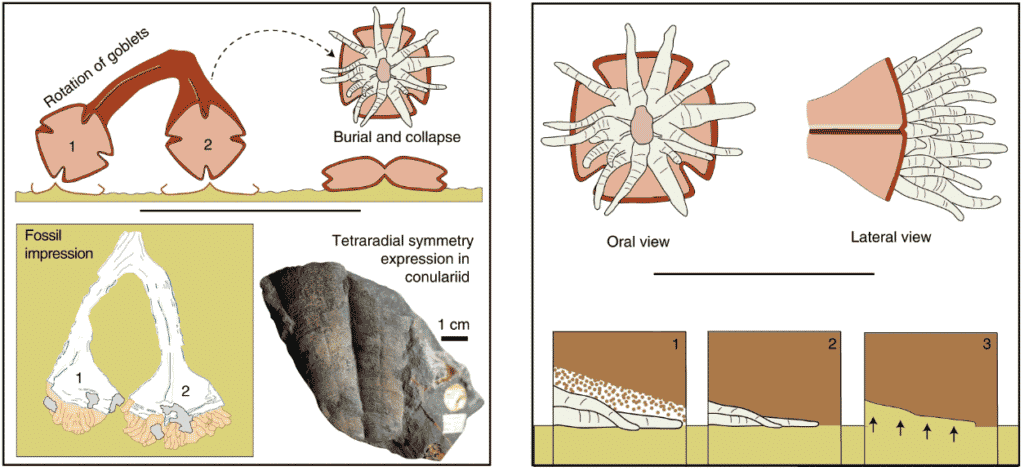 Детали строения Auroralumina attenboroughii / © F. S. Dunn et al.