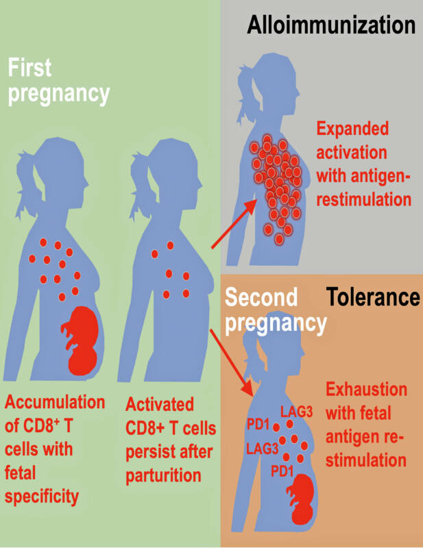 Хрупкий физиологический баланс, который должна соблюдать иммунная система матери, чтобы предотвратить отторжение плода организмом / © Cincinnati Children’s