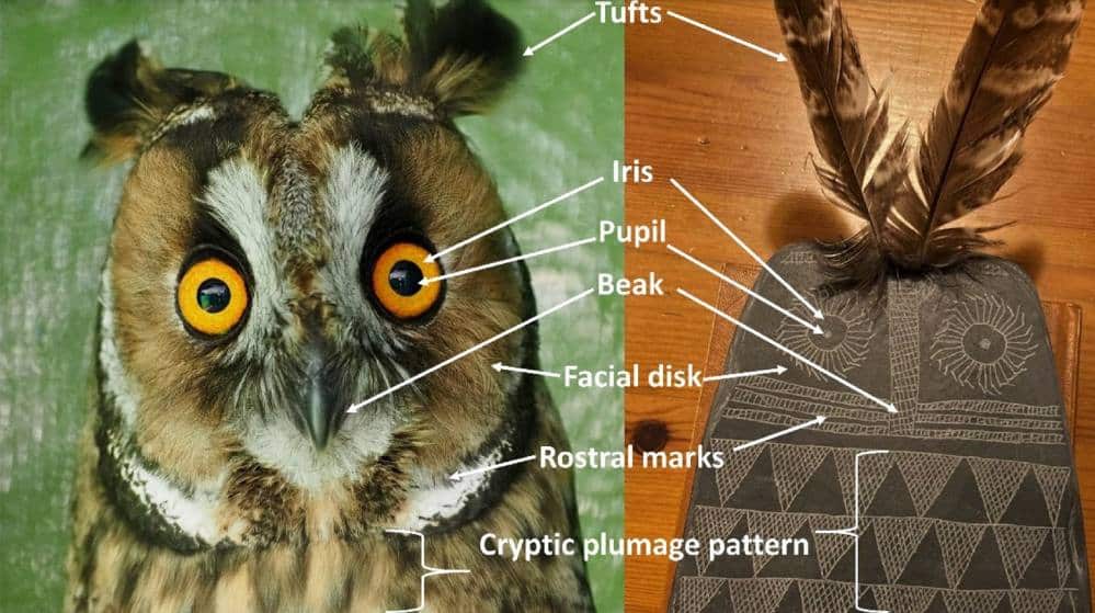 Авторы сравнили сов с их энеолитическими портретами по шести параметрам / ©Juan J. Negro et al.