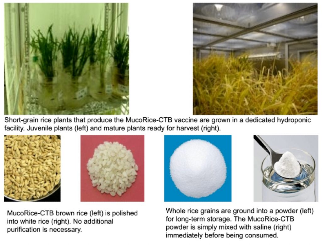 Наверху: молодые, а также готовые к сбору урожая ГМ-растения MucoRice-CTB. Внизу, слева направо: бурый рис шлифуется, перетирается в муку и смешивается с водой / ©Hiroshi Kiyono, CC BY