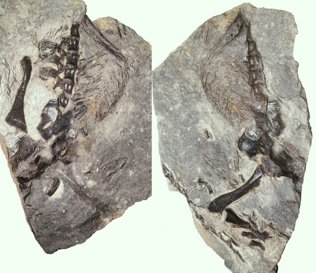 Окаменелые образцы Dendromaia unamakiensis / ©Maddin et al, 2019