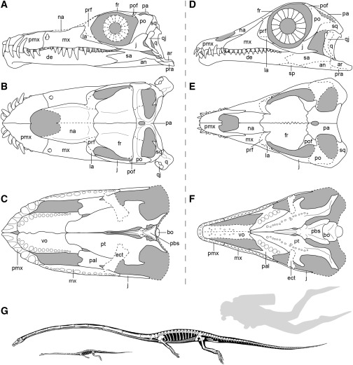 Интерпретативные восстановительные чертежи Tanystropheus hydroides и Tanystropheus longobardicus / ©www.cell.com