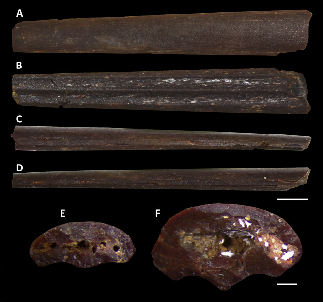  Обнаруженные кости Leptostomia begaaensis / © Smith  et al., 2020 