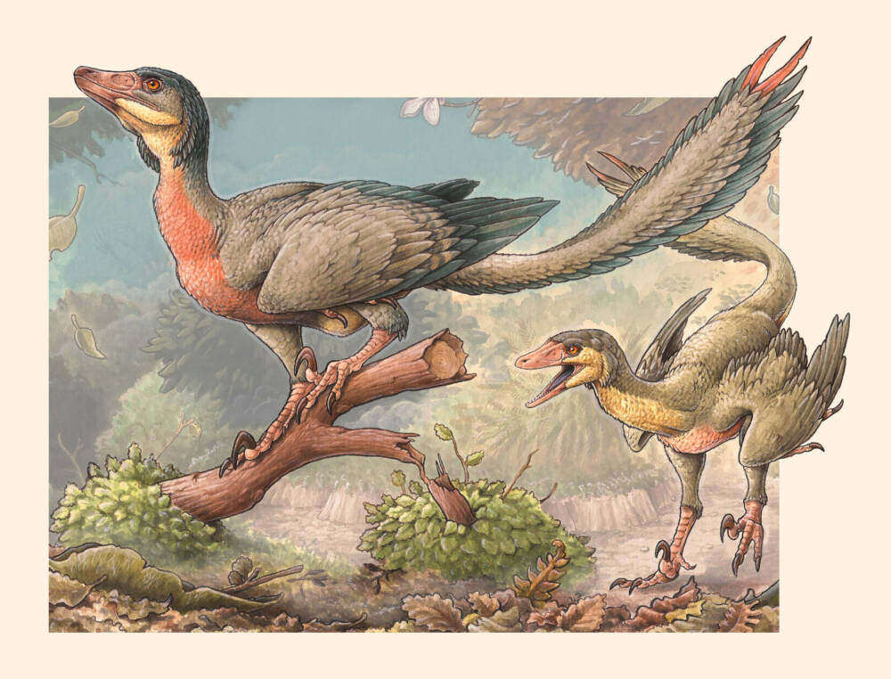 Реконструкция внешнего вида Overoraptor chimentoi / © Motta et al. 