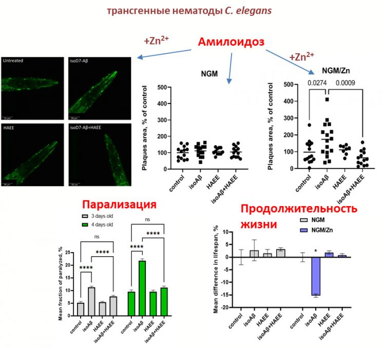 Влияние изомеризованного по остатку Asp7 бета-амилоида (isoAβ) и тетрапаптида HAEE в присутствии Zn2+ на амилоидную нагрузку у C. elegans. NGM — среда роста нематод. Автор: В.А. Митькевич. Предоставлено В.А. Митькевичем