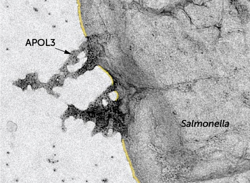 Молекулы APOL3 видны на снимке как черные точки / ©Gaudet et al., 2021