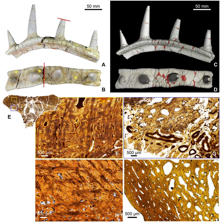  © Maidment et al., 2021