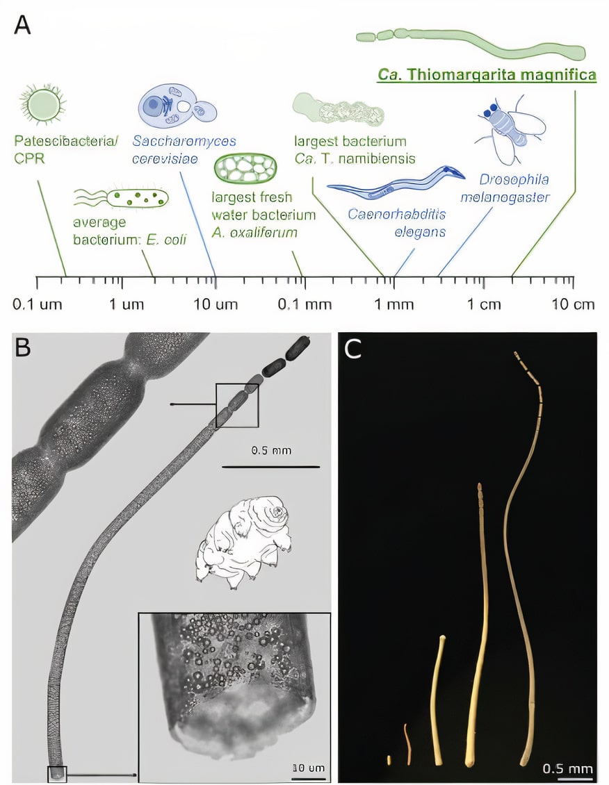 Открытие самой крупной из известных на сегодняшний день бактерий длиной до 2 см!