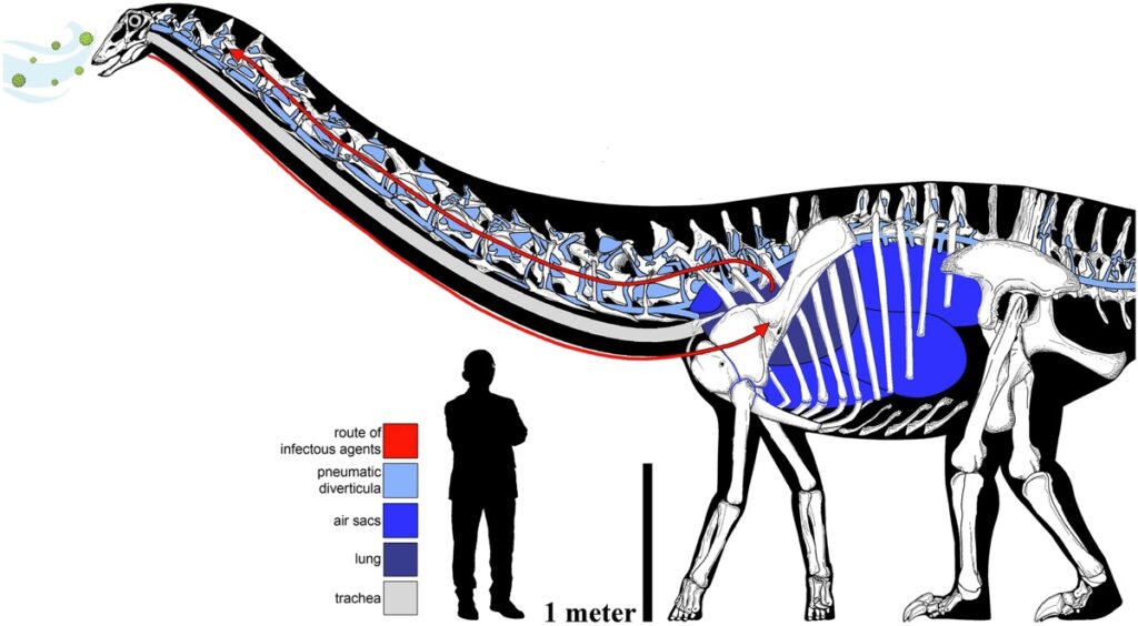 Схема дыхательных путей Долли и движения инфекции по ним / ©Woodruff et al., 2022