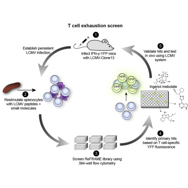 Упрощенная схема скрининга. Мышей инфицируют вирусом, а затем отбирают у них истощенные лимфоциты. Активность иммунных клеток восстанавливают при помощи препаратов, а затем тестируют их на модельных животных / © Marro, Zak, Oldstone et al., Cell Reports