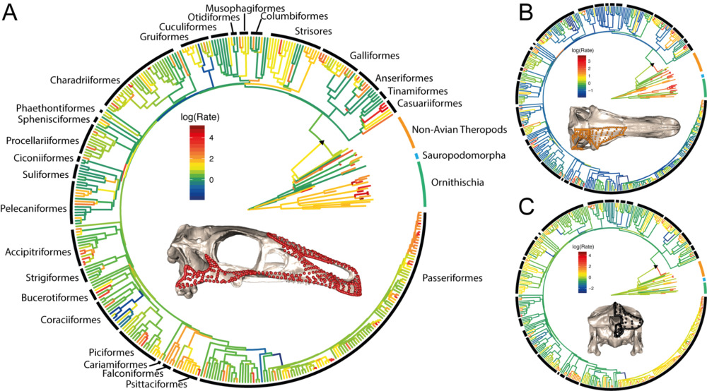 Оценка темпов эволюции черепа / ©journals.plos.org