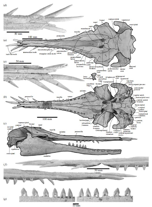 Найденный череп нихохаэ с сохранившимися зубами / Ambre Coste et al., 2023