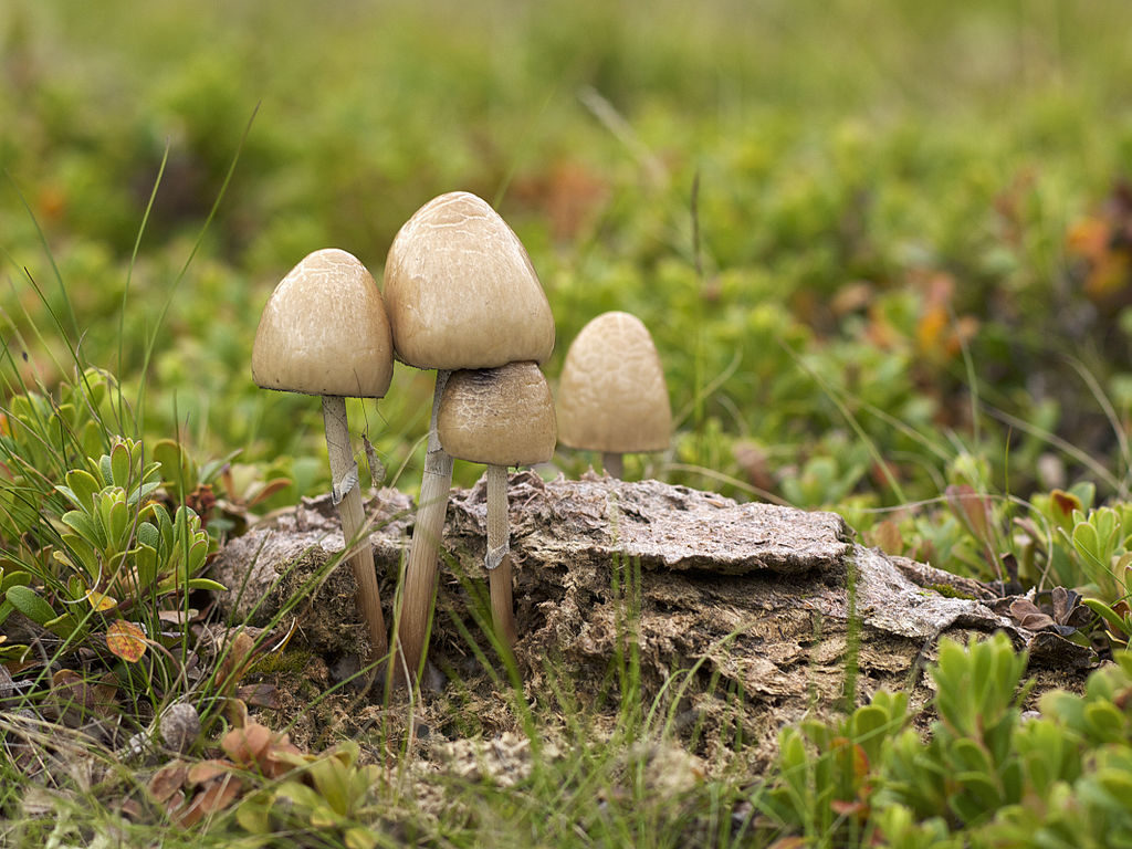 Грибы вида Panaeolus semiovatus var. semiovatus часто растут на навозе крупных травоядных / ©Wikimedia Commons