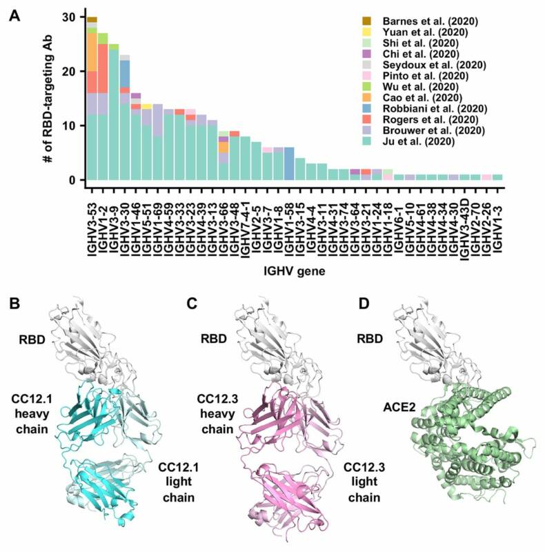  Структуры двух антител к IGHV3-53. (А) показано распределение использования гена IGHV для 294 антител. (B и C) кристаллические структуры изученных антител в комплексе с SARS-CoV-2 (D) Рецептор ACE2 с SARS-CoV-2. 