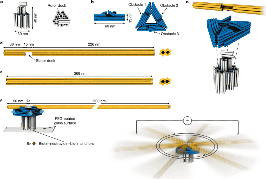 Принцип устройства наномотора на основе ДНК-оригами и проведенные эксперименты / © doi.org/10.1038/s41586-022-04910-y
