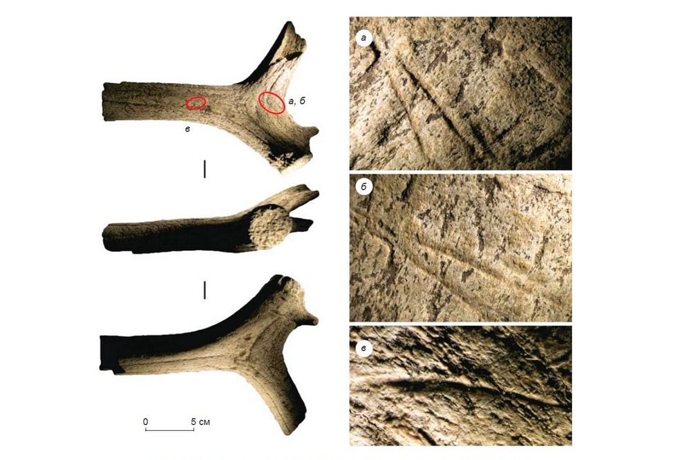 Элементы рогов оленя со следами обработки человеком. Это древнейшее свидетельство проникновения человека так далеко на север, в места, куда, как считалось ранее, он не мог попасть из-за ледника / ©Wikimedia Commons
