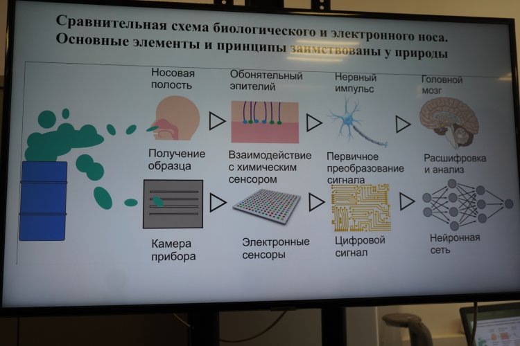 Сравнительная схема биологического и электронного носа. Слайд презентации 