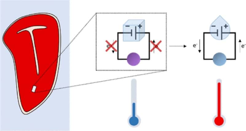 ©Ilic et al., 2022