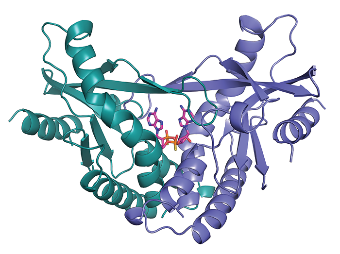 Трехмерная структура белка STING / © C&EN — American Chemical Society