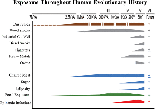 Основные факторы, которые влияли на экспосом человека в течение истории его развития (сверху вниз): пыль/минералы, продукты горения древесины, промышленная нефть / уголь, выхлопные газы, сигареты, тяжелые металлы, озон, обуглившееся мясо, сахар, ожирение, фекальные частицы, инфекционные эпидемии / © Trumble, Finch, The Quarterly Review of Biology, 2019