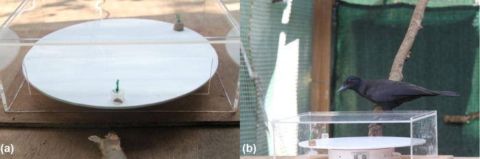 Экспериментальная установка в клетке с вороном / ©Miller et al., 2019